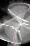 light dance